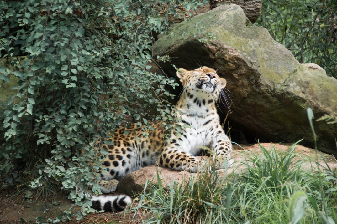 calm leopard 3