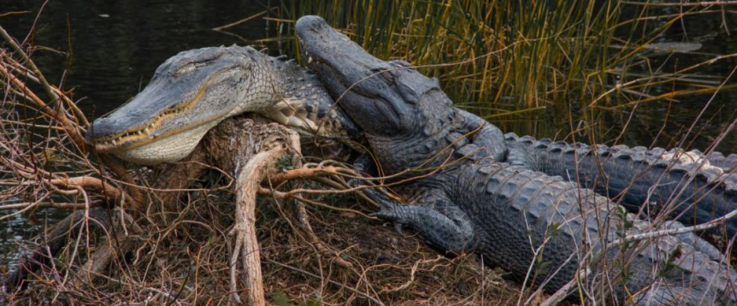 cropped-alligator-buddies-e1432004451953.jpg