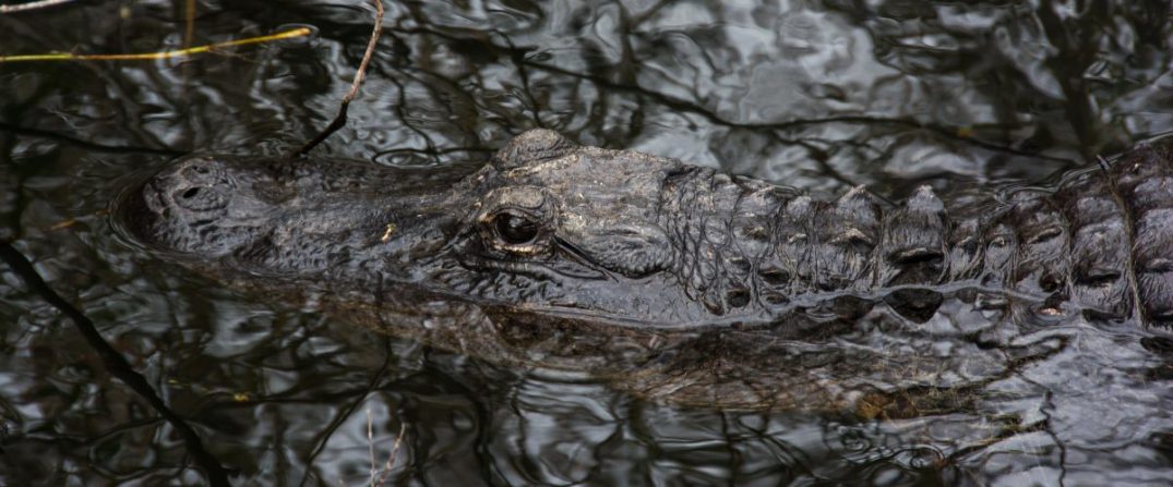 cropped-alligator-textures-e1432005001981.jpg