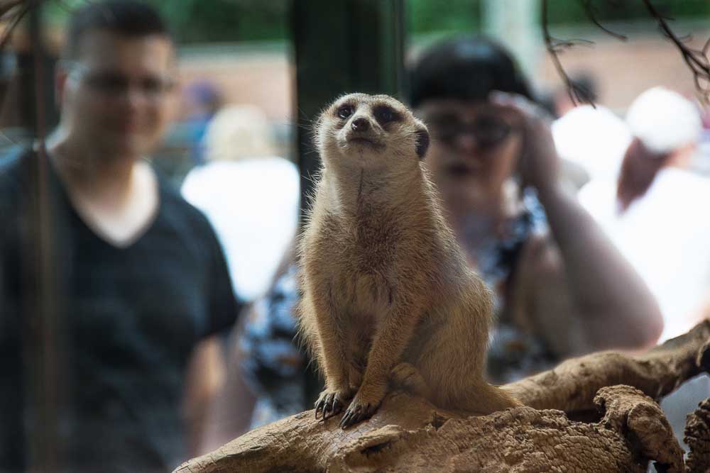 meercat