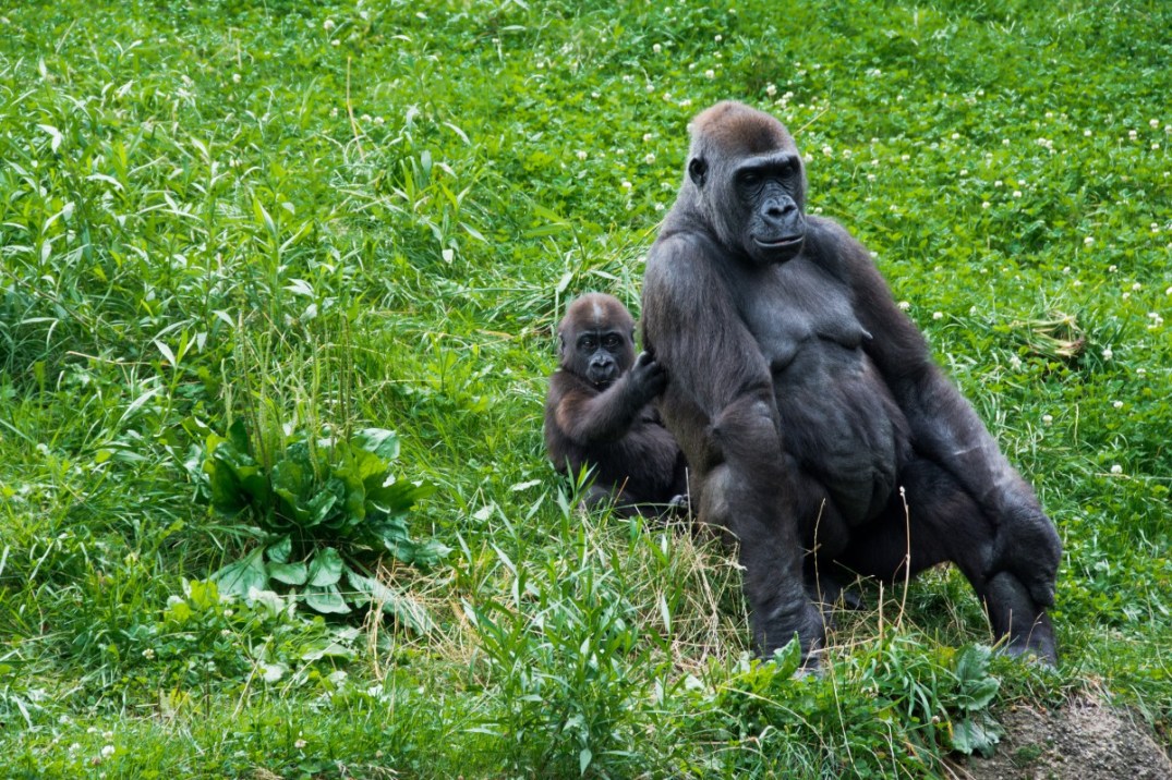 mom and baby gorilla