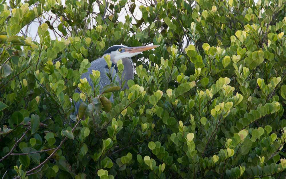 Blue Heron in green trees
