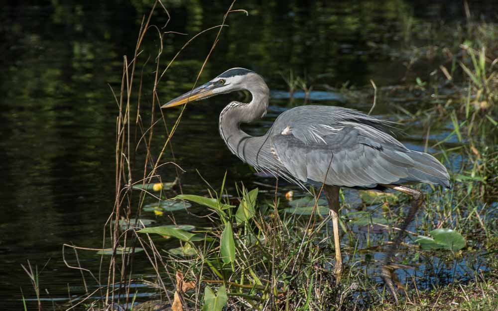 Great Blue Heron