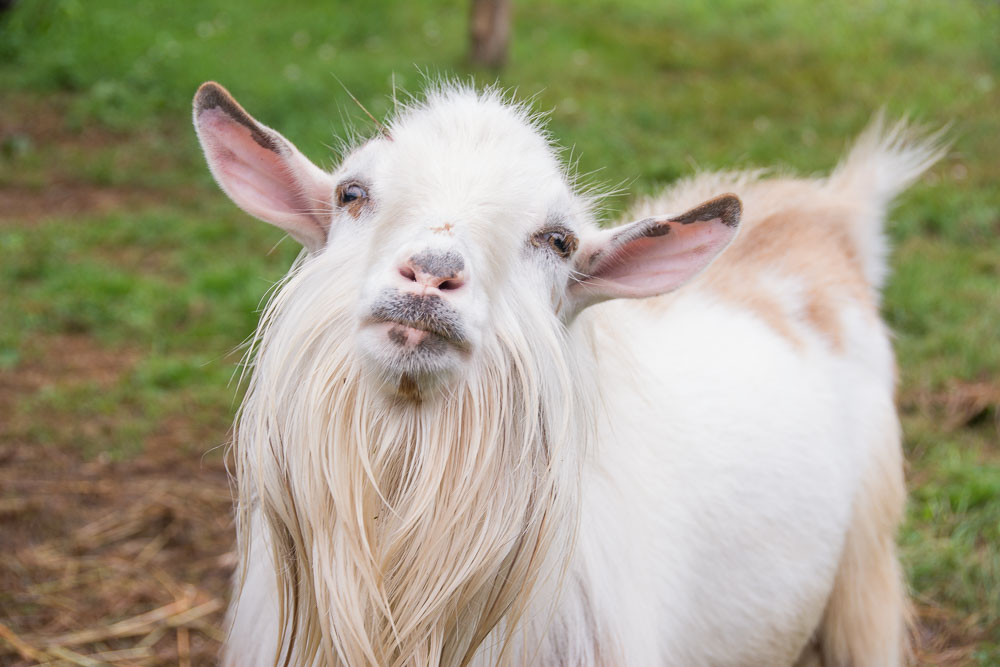 bearded goat