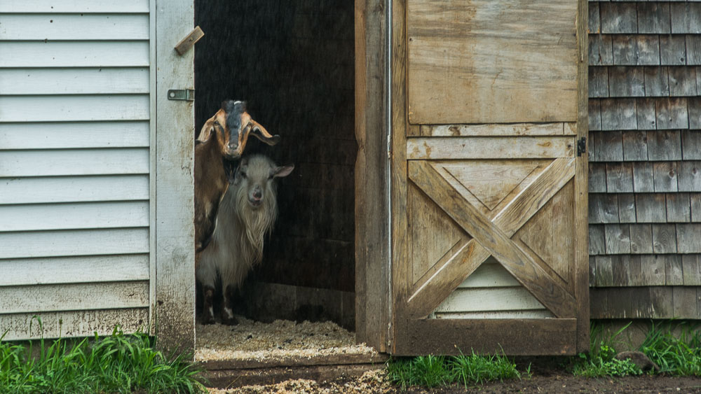 goats and rain