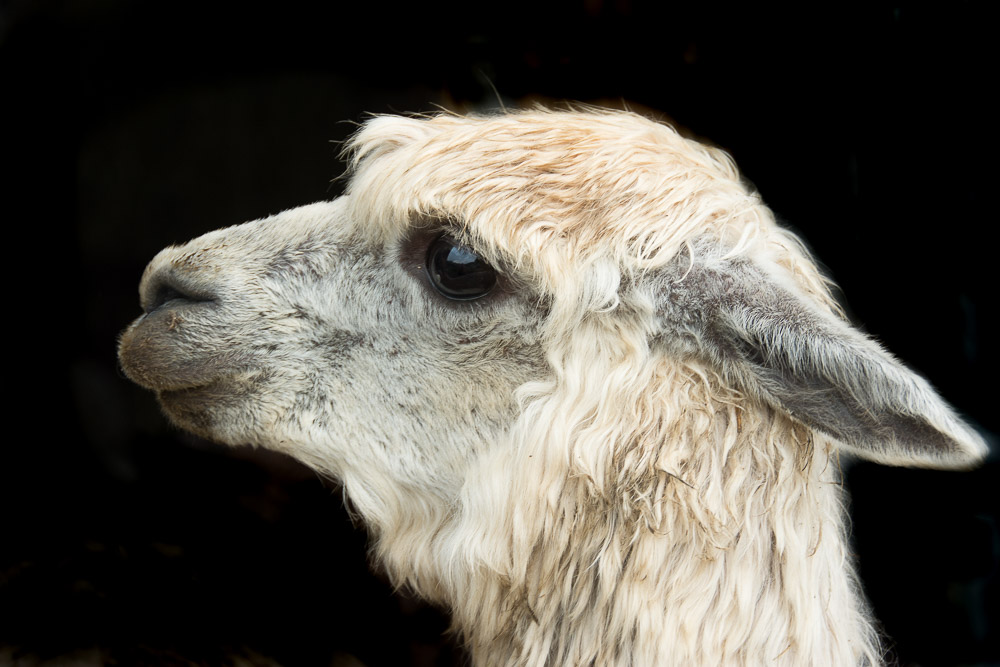 lovely llama 5