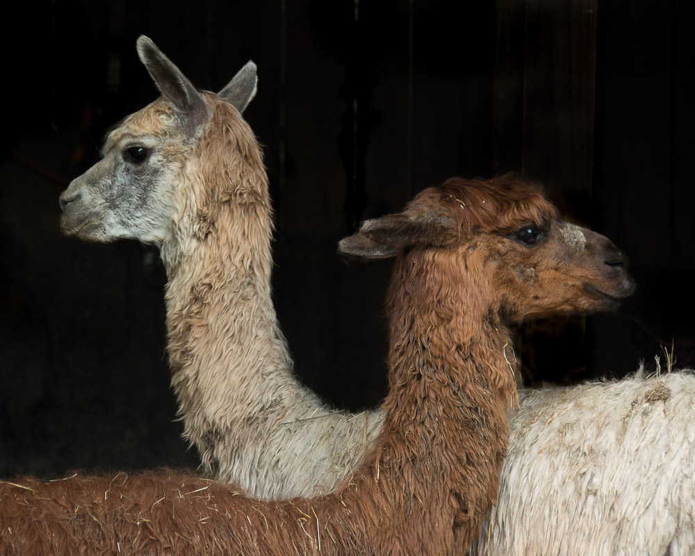 lovely twin llamas 2