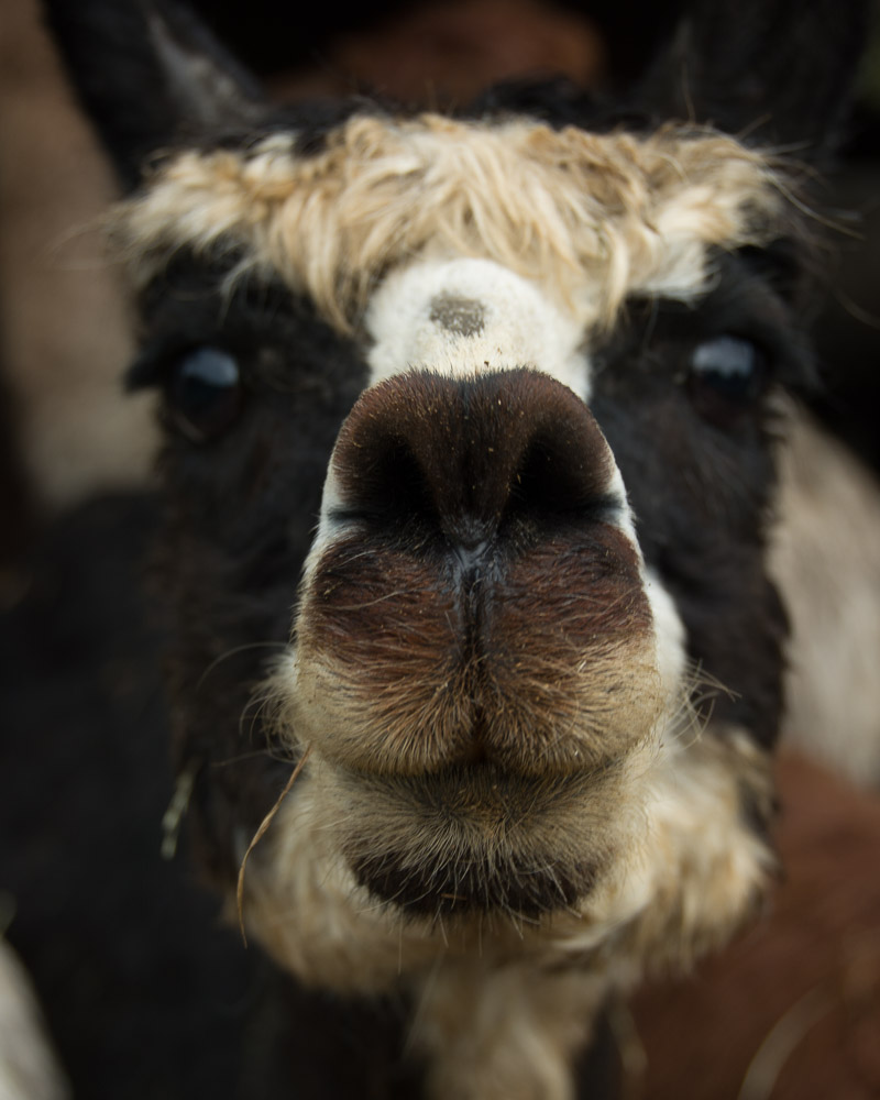 llama nose